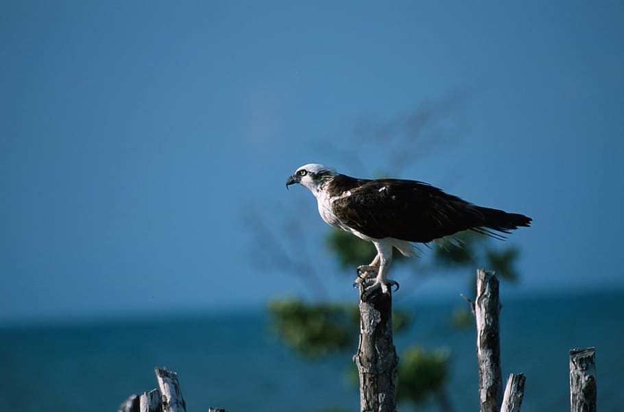 osprey, perched, pole, predator, bird, nature, wildlife, raptor HD wallpaper