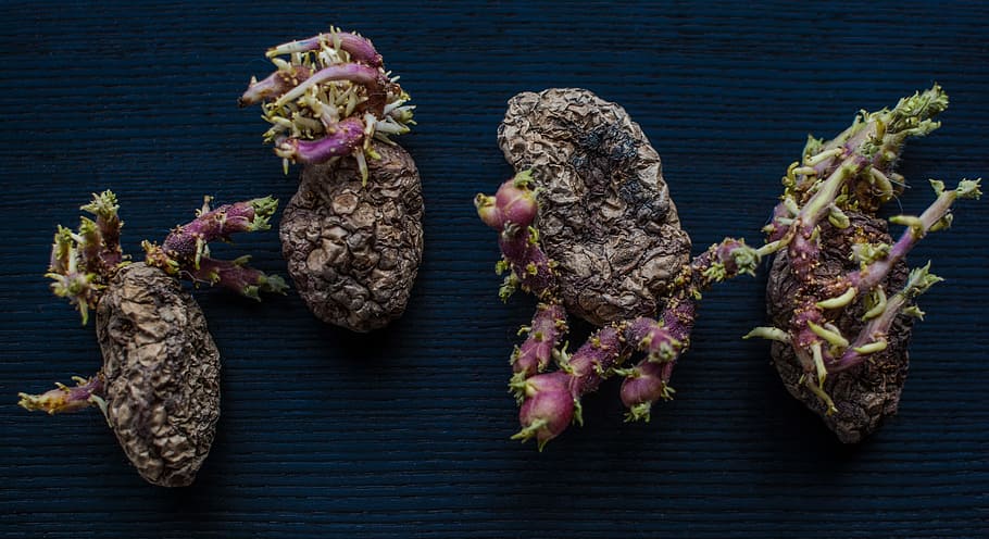 potato, old, vegetable, blooming, dry, freshness, food and drink HD wallpaper