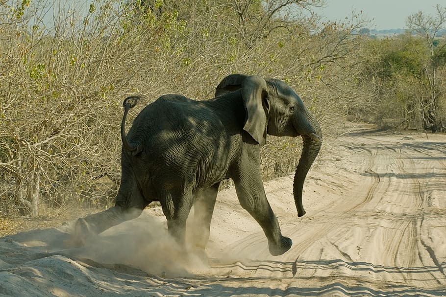elephant running on road, chobe, botswana, animal, mammal, animal themes HD wallpaper