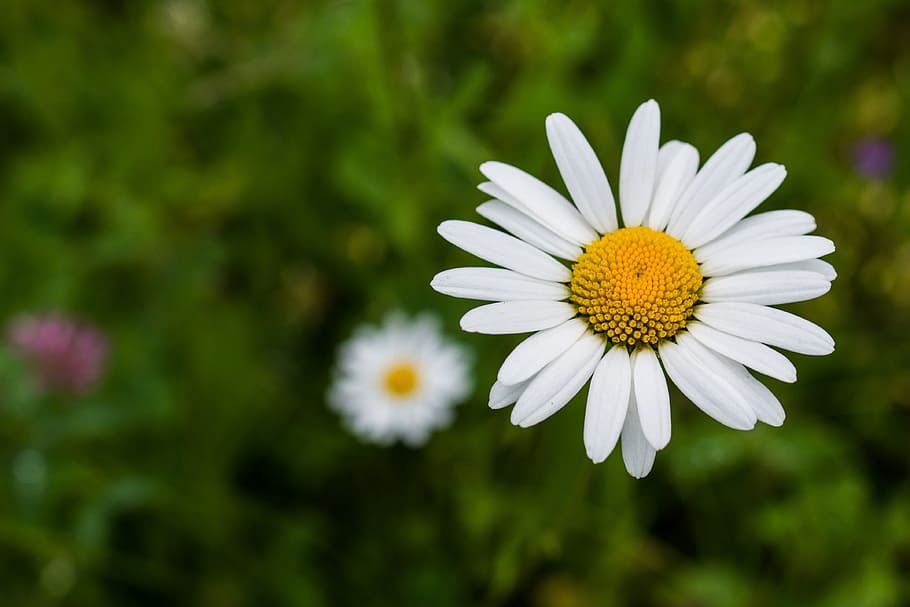 daisy, flower, white, summer, chamomile, white flowers, yellow middle HD wallpaper