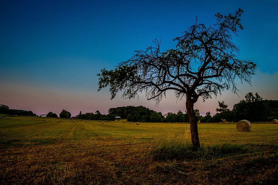 meadow, tree, sky, blue, color, sunset, landscape, nature, summer HD wallpaper