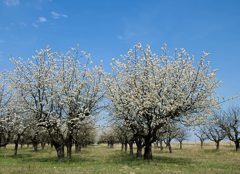 Cherry, Cherry, Cherry Blossom, Spring, pink, bloom, tree, branches HD wallpaper