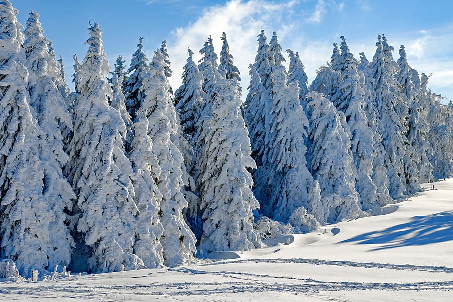 pine tree lot covered with snow, wintry, firs, snowy, time of year HD wallpaper