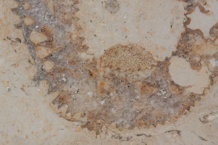 petrification, fossil nautilus, solnhofen limestone slabs, jura