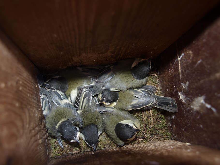 young great tits, spring, nest box, animal themes, group of animals HD wallpaper