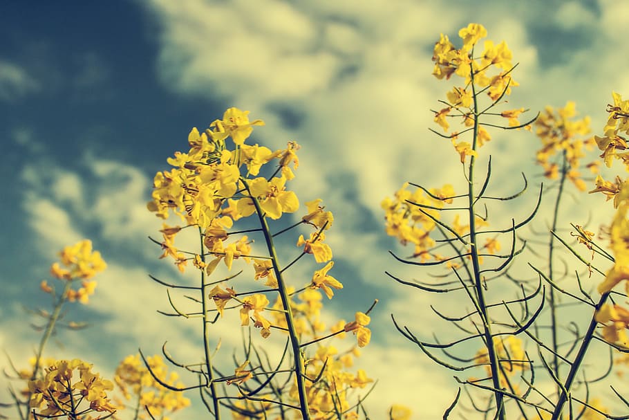 Rapeseed, Yellow, Sky, Yields, Plant, flowers, field, nature HD wallpaper