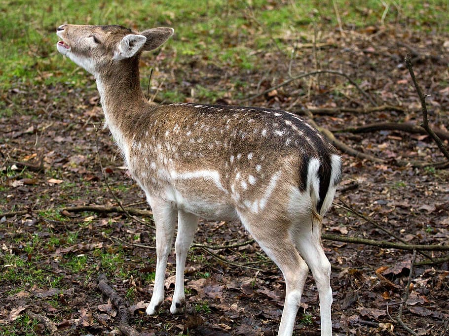 fallow deer, hirsch, forest, animal themes, animal wildlife HD wallpaper