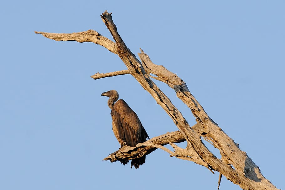 Vulture, Bird, Botswana, Chobe, animal wildlife, animals in the wild HD wallpaper