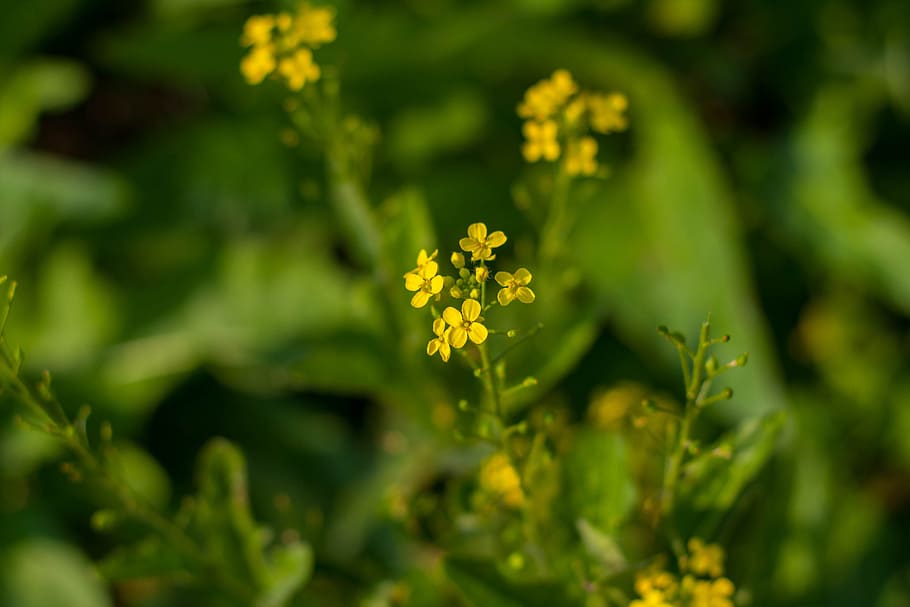 flowers, buttercups, grass, flowering plant, freshness, beauty in nature HD wallpaper