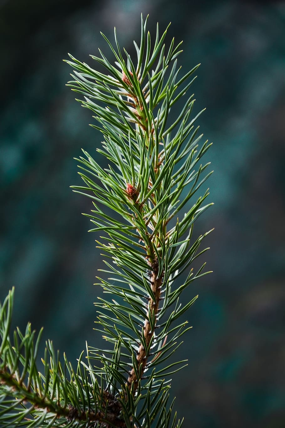 pine, needle, nature, evergreen, tree, branch, flora, natural HD wallpaper