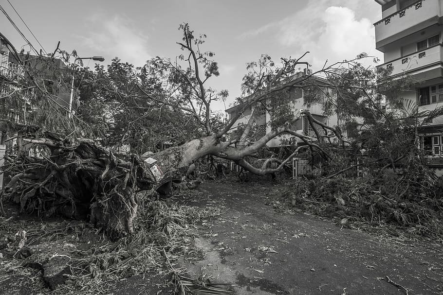 grayscale photo of lying tree beside two concrete buildings, grayscale photography of uprooted tree beside buildings HD wallpaper