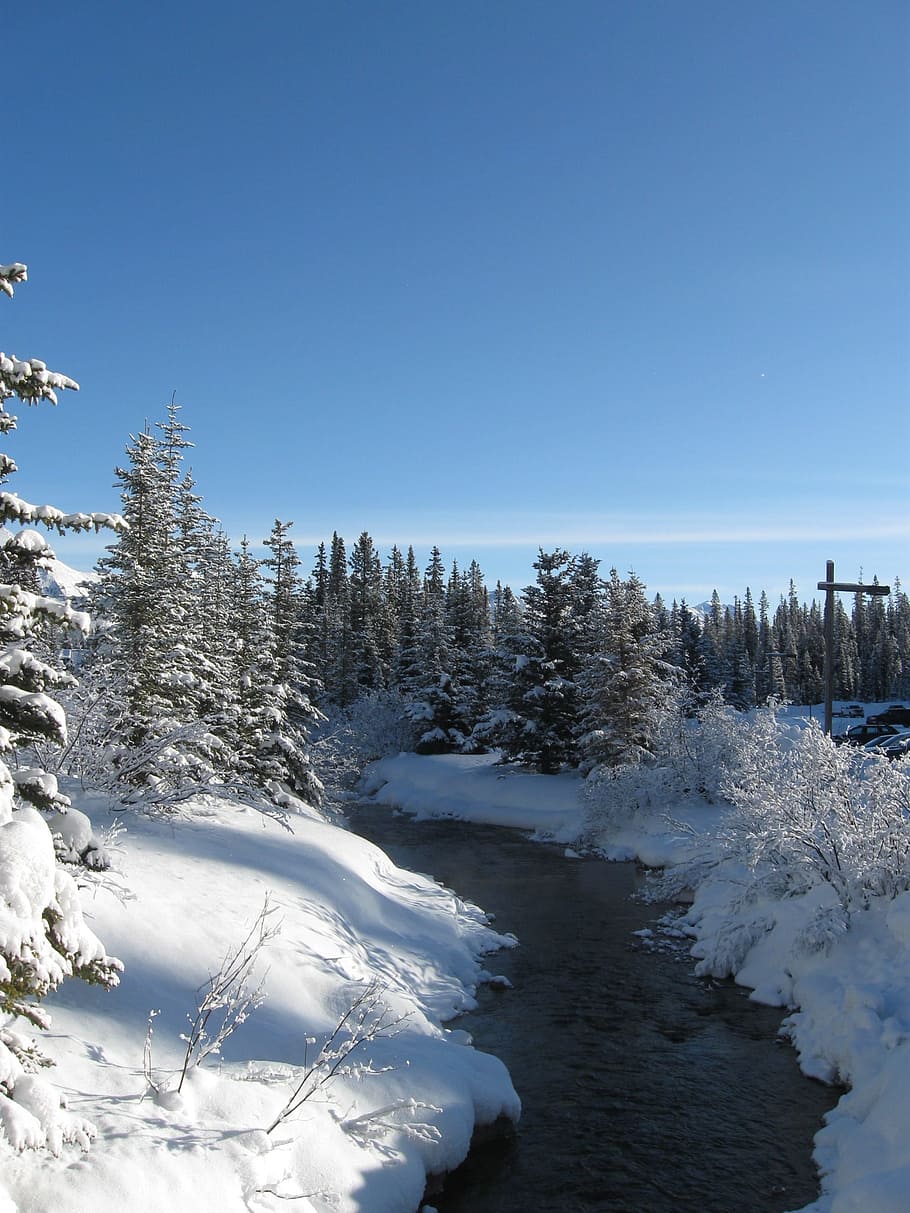 snow, tree, stream, woods, frost, outdoor, snowy, snowfall HD wallpaper