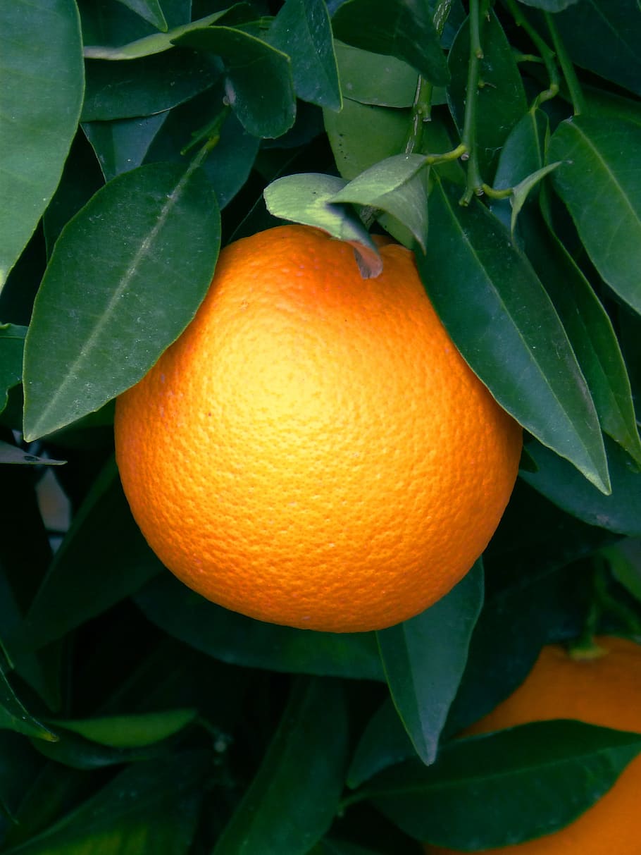 Orange, Naranjo, Citric, Fruit, citrus Fruit, orange - Fruit, HD wallpaper