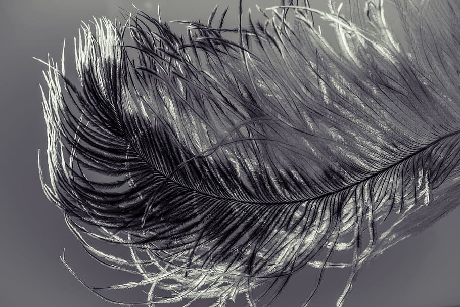 close photo of black and white feather, strauss spring, ease HD wallpaper