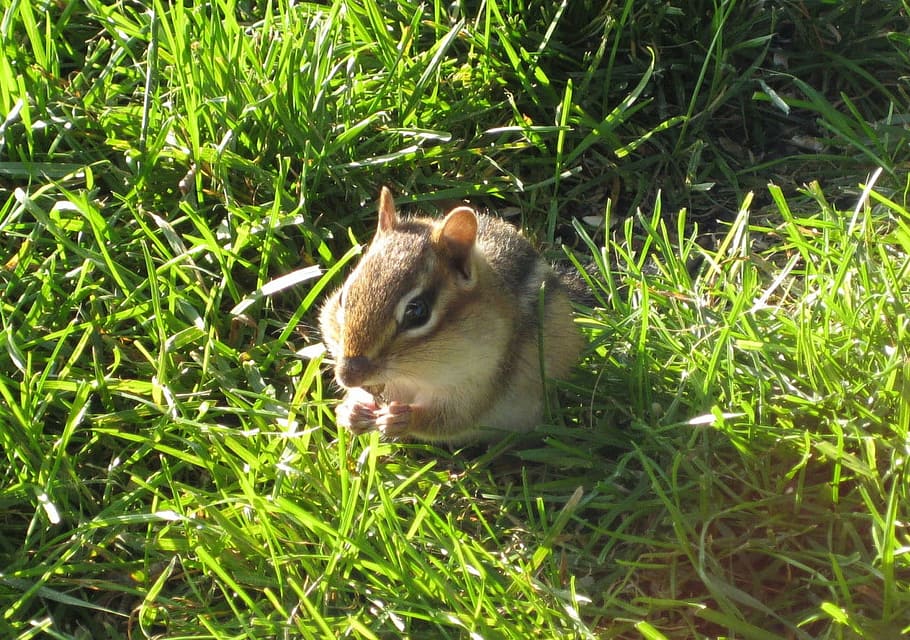 Chipmunk, Squirrel, Rodent, eating, grass, nature, one animal HD wallpaper