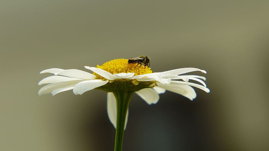 chamomile, insect, fly, medicinal herb, medicinal plant, medicinal herbs HD wallpaper