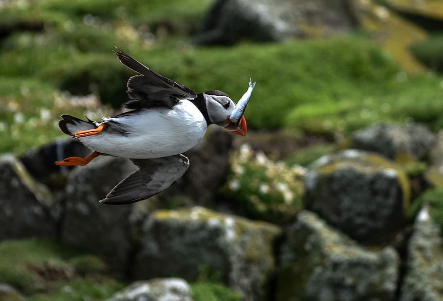 photo of flying puffin bird catching fish, selective focus photography of flying atlantic puffin eating fish HD wallpaper