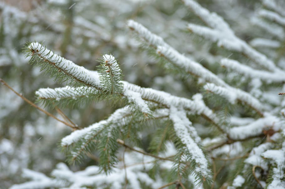 branches, evergreen, needles, winter, tree, fir, nature, snow HD wallpaper