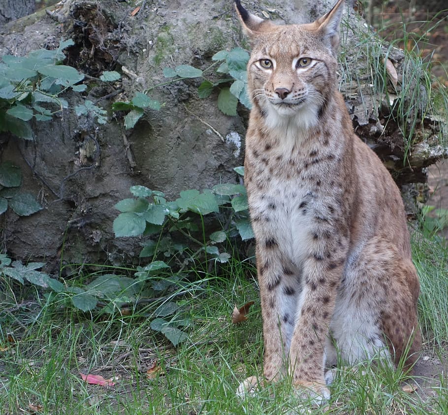 beige and black polka dotted cat near gray rock, bobcat, lynx HD wallpaper