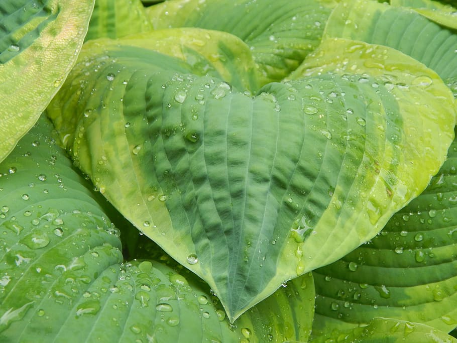 hosta, leaf, flora, nature, gardening, rain, water, green, droplets HD wallpaper