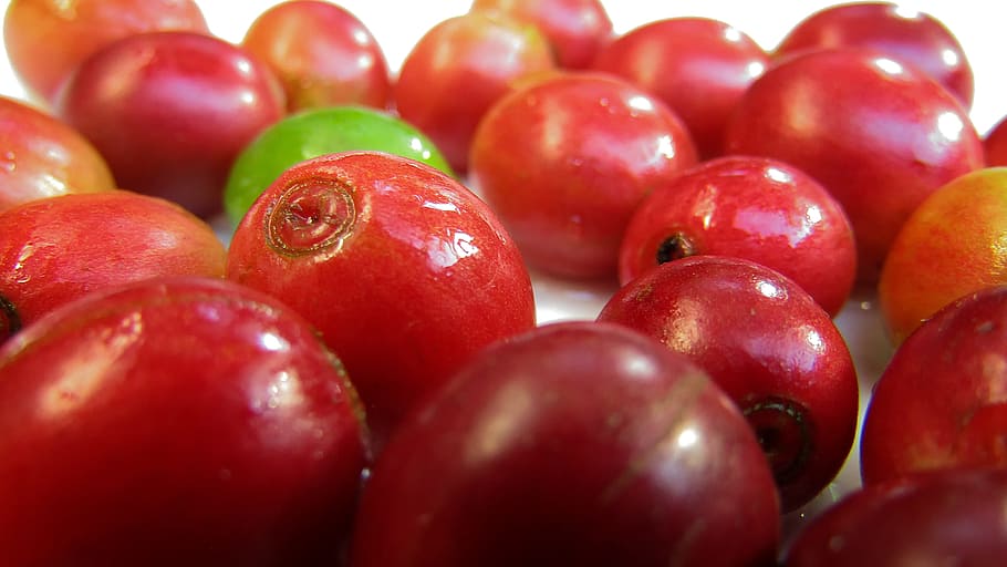 coffee, coffee bean, coffee beans, food, food and drink, healthy eating HD wallpaper