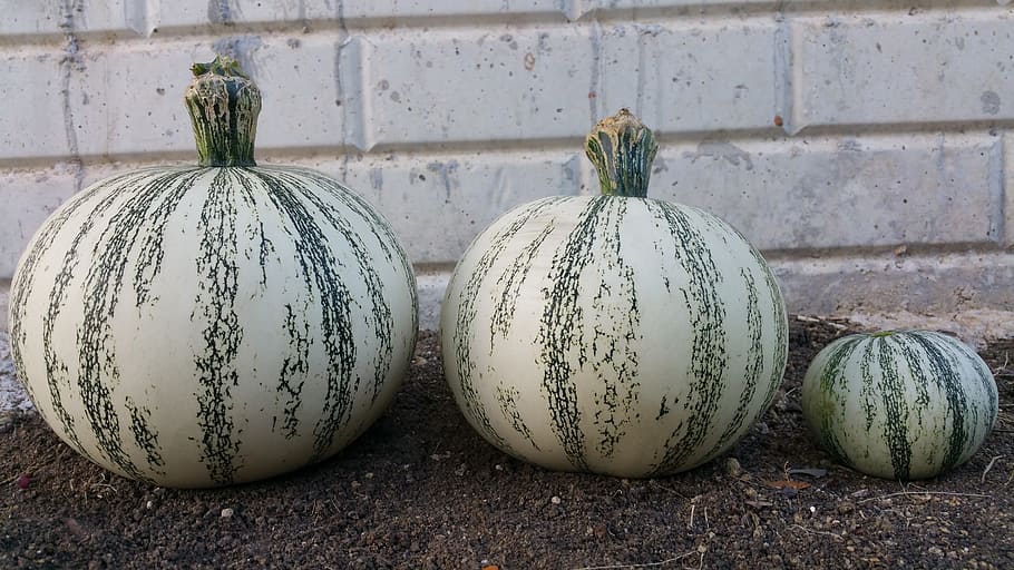 squash, round, pumpkin, no people, food, food and drink, close-up HD wallpaper