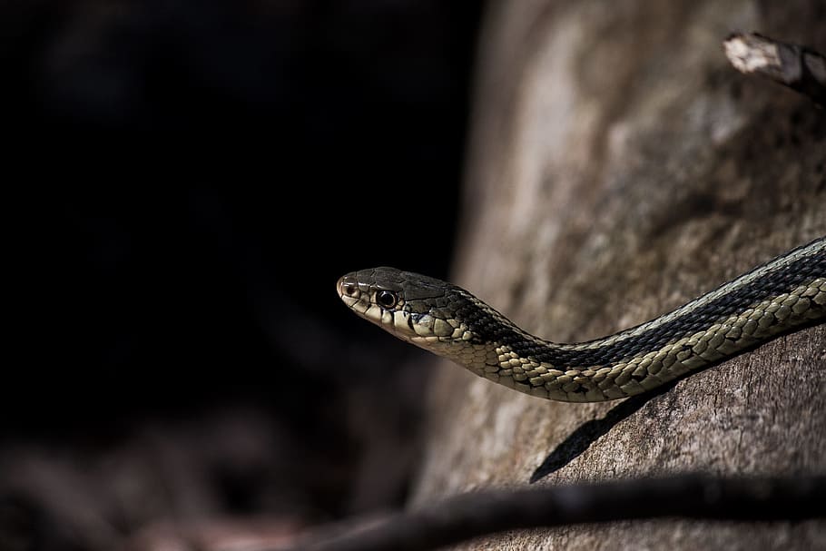 Sssscared me., black and grey stripe snake, rock, reptile, animal HD wallpaper