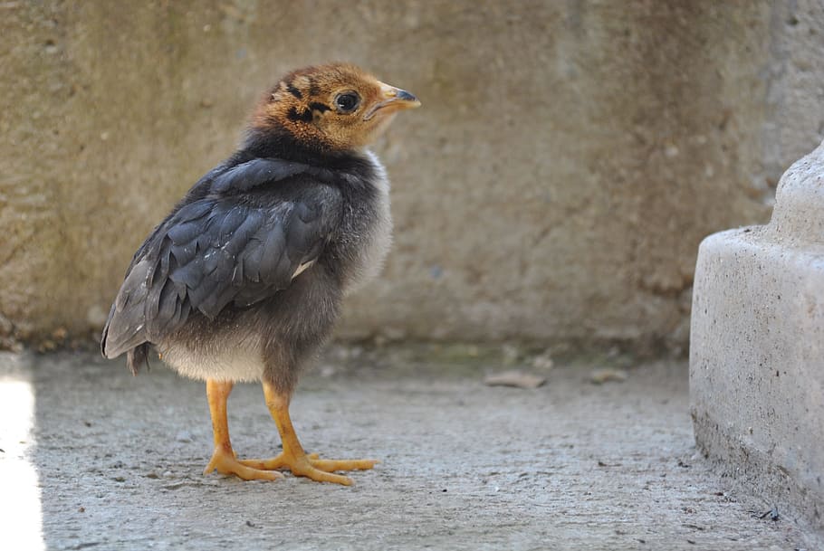 chicken, gallo, one animal, bird, animal wildlife, animals in the wild HD wallpaper