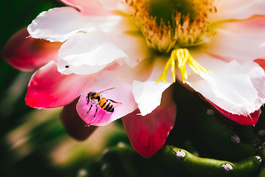 flower, pink, bee, animal themes, plant, animal wildlife, animals in the wild HD wallpaper