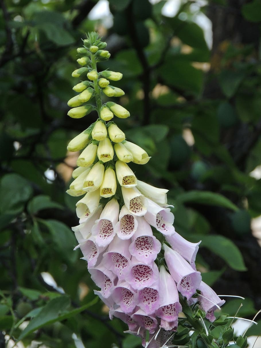 thimble, nature, blossom, bloom, flowers, poisonous plant, medicinal plant HD wallpaper