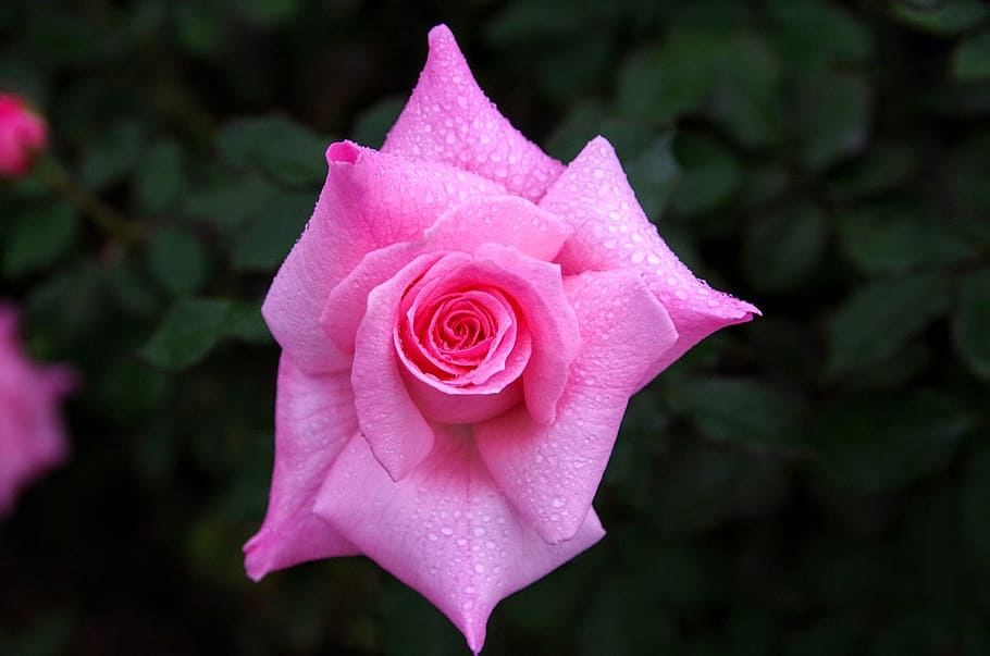 rose, shizuku, rain, japan, flowers, pink, natural, plant, in the early summer, HD wallpaper