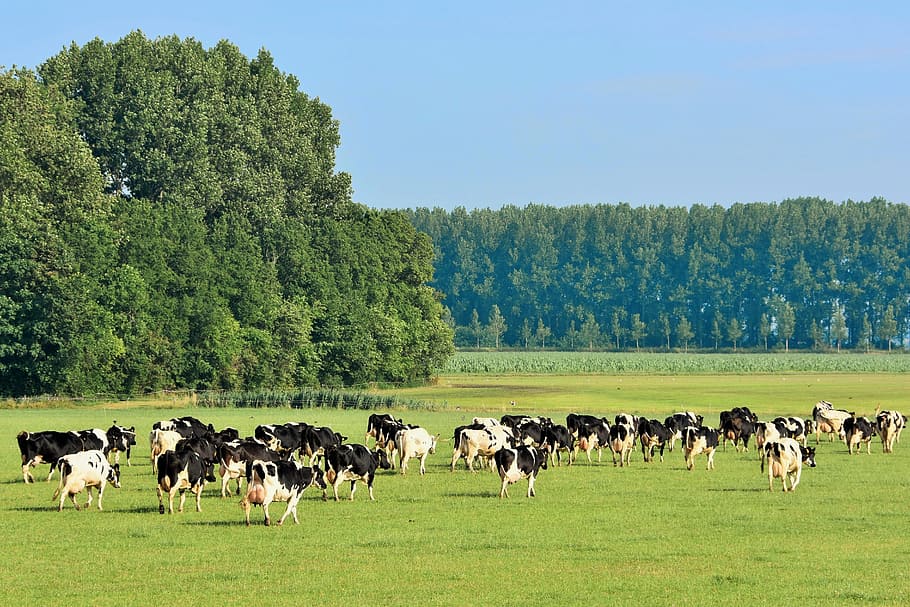 herd of cows eating on green grass, meadow, cattle, netherlands HD wallpaper