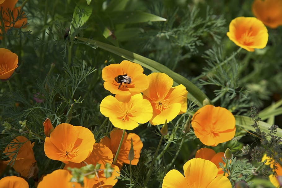 poppy, flower, bud, spring, march, bloom, garden, orange, sun HD wallpaper