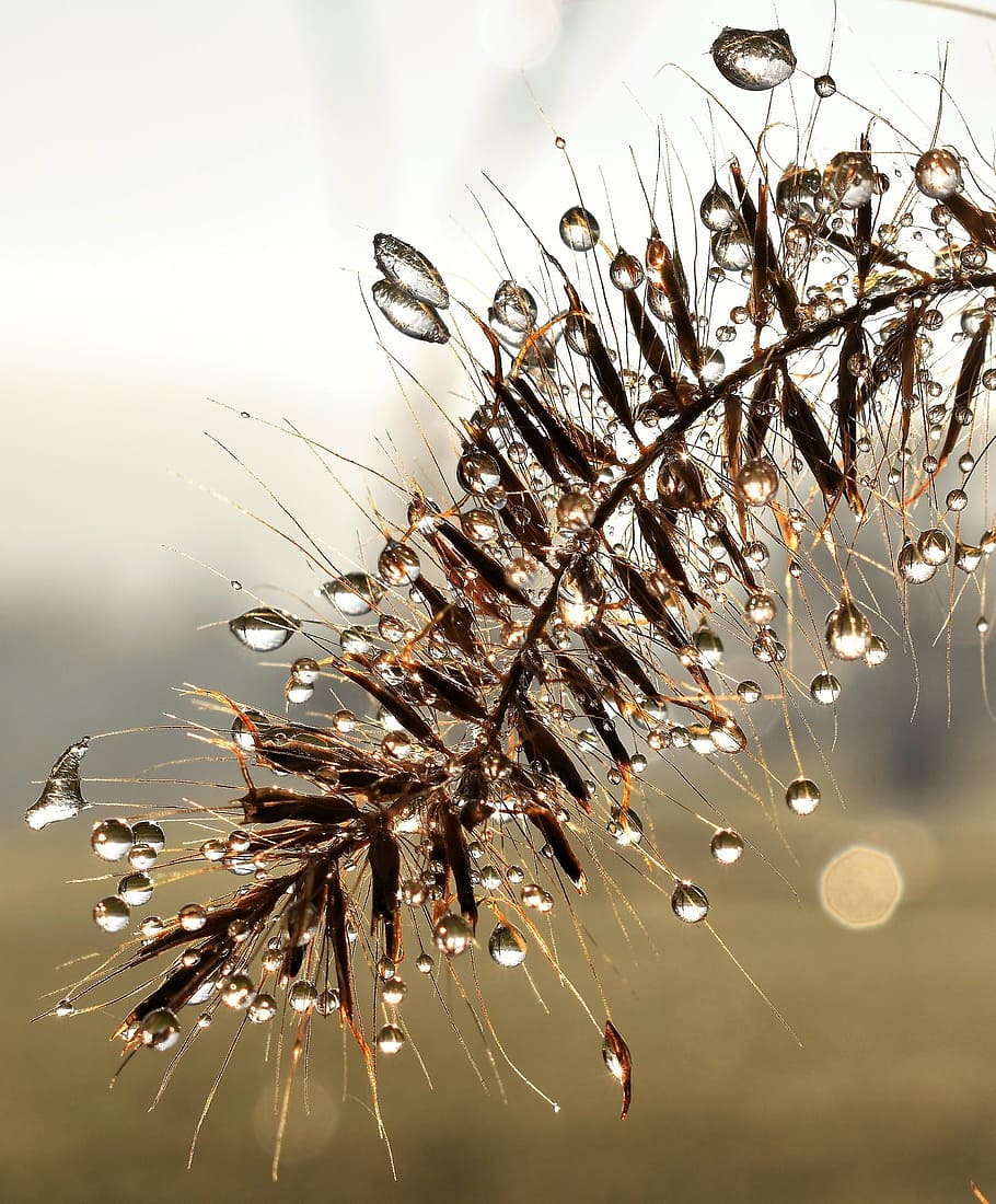 drip, dew, dewdrop, leaf, grass, drop of water, autumn, morgentau HD wallpaper