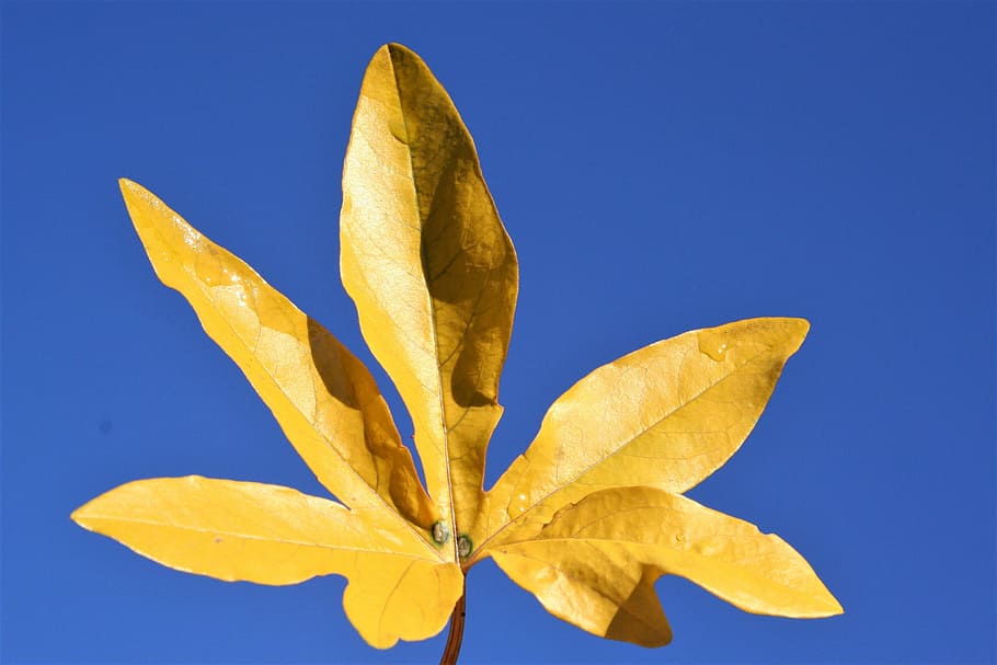 nature, leaf, flora, desktop, fall, blue, yellow, colored background HD wallpaper