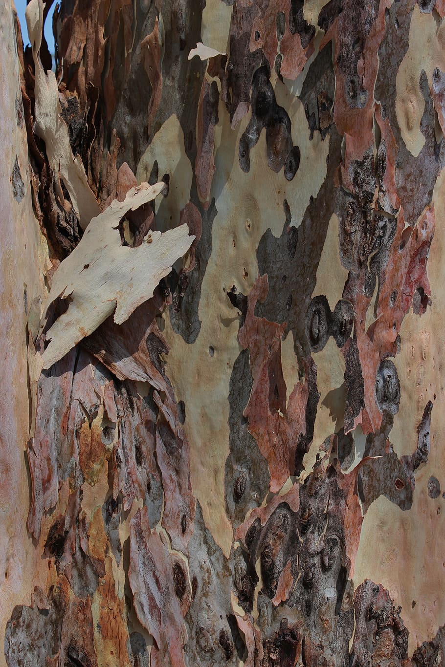 bark, wood, trunk, forest, tree, texture, full frame, backgrounds HD wallpaper