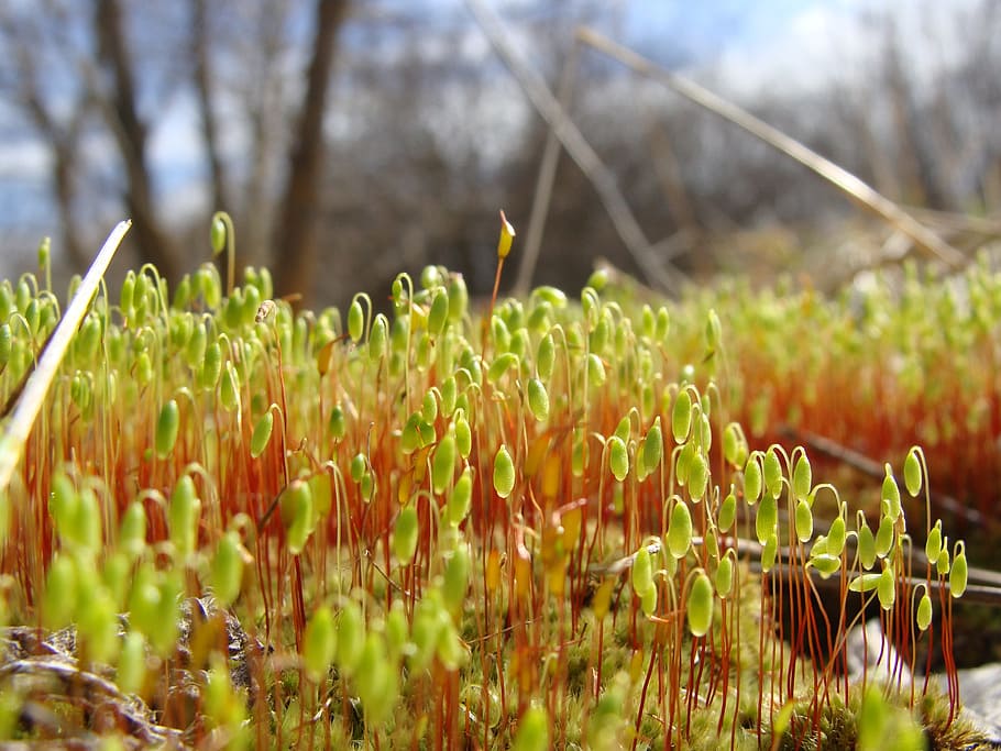 mosses, spring, sun, green, leaves, summer, nature, plant, growth HD wallpaper