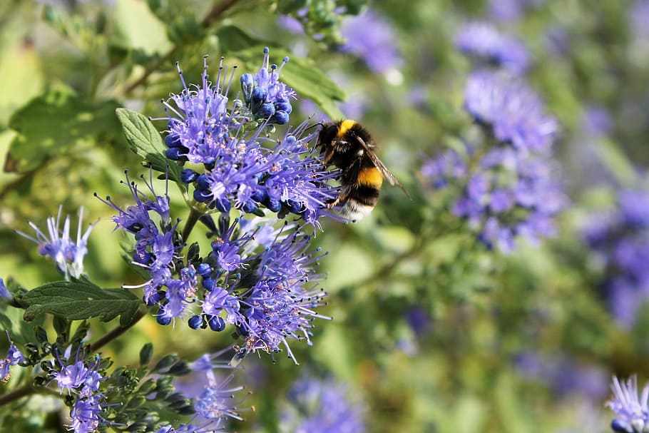 Bee, Blue, Blossom, Bloom, Summer, flower, nectar, insect, purple HD wallpaper