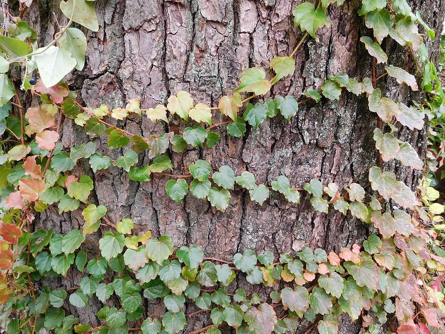 Nature, Vine, Green, Green, Green Leaf, plant, ivy, wood, foliage plants HD wallpaper
