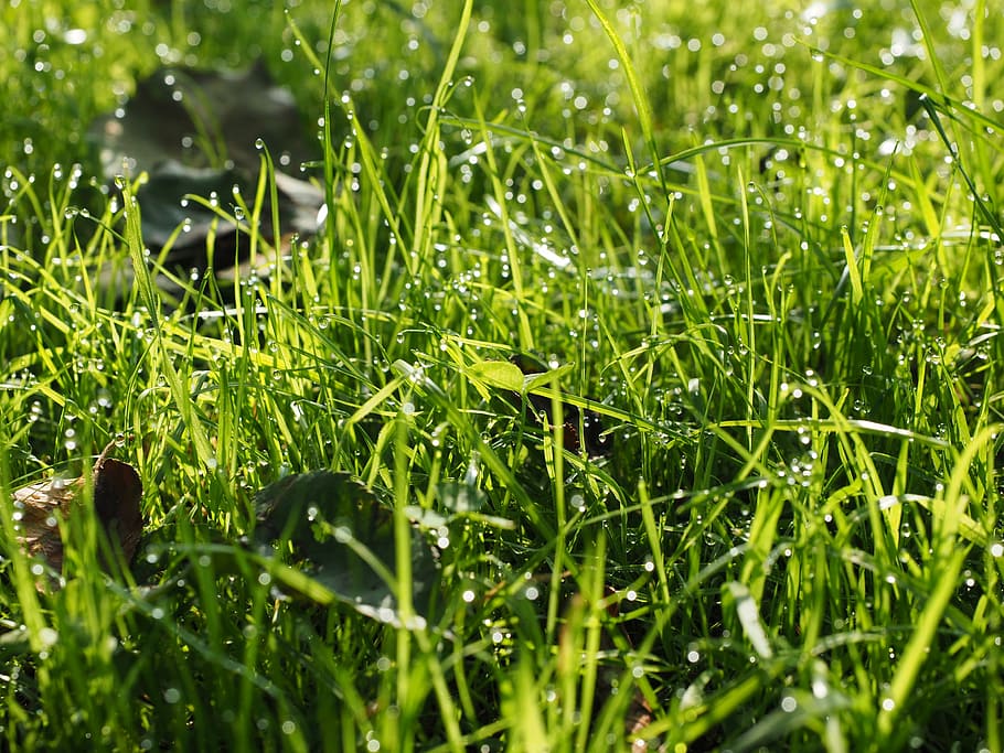 Dewdrop, Drip, Wet, Green, Meadow, Meadow, Grass, rush, morgentau HD wallpaper