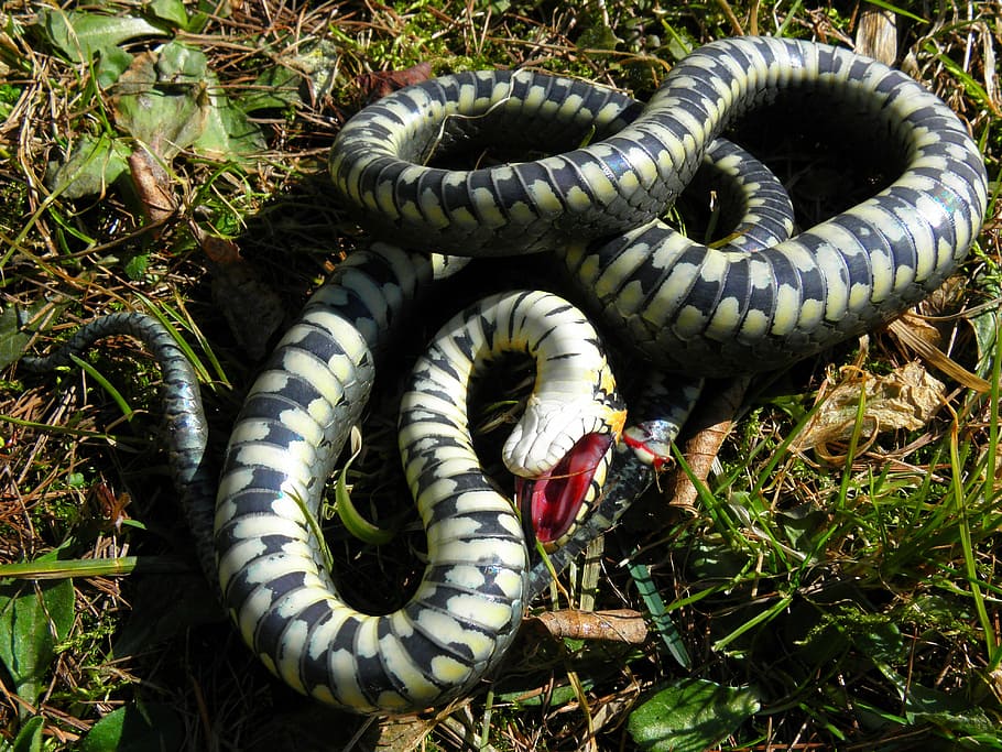 grass snake, forest, litter, nature, protected, białowieża forest HD wallpaper