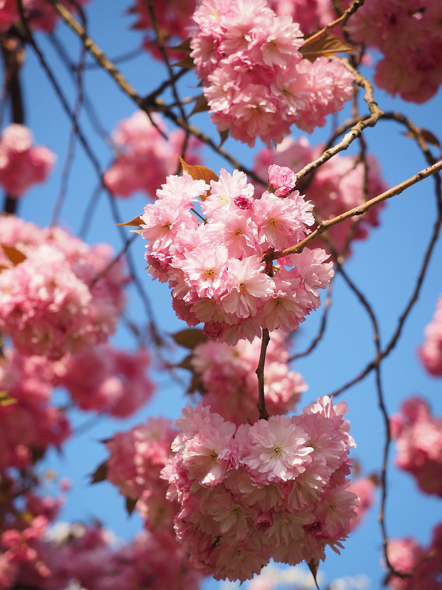 cherry blossom, japanese cherry, smell, bloom, japanese flowering cherry, HD wallpaper