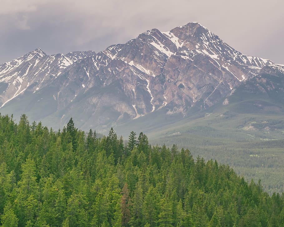 green leafed trees near mountain, mountains, forests, nature HD wallpaper