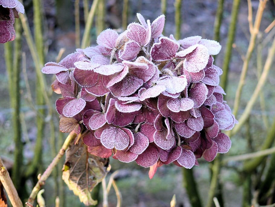 hydrangea, winter, frozen, zing, rose, plant, growth, close-up HD wallpaper