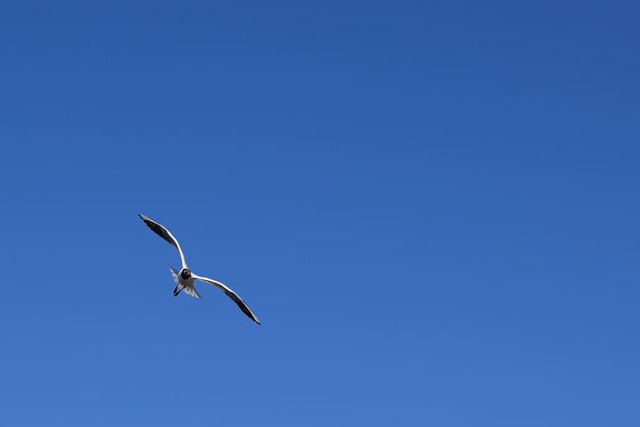 seagull, sky, blue, fly, flying, animal themes, animals in the wild HD wallpaper
