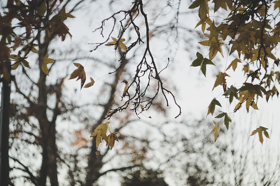brown and green leaves, focus photography of brown leaf, tree HD wallpaper