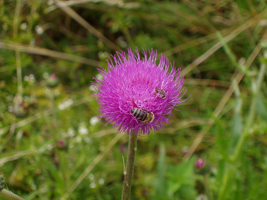 thistle, grass, purple, nature, plant, flower, summer, close-up HD wallpaper
