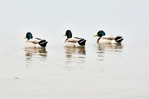 three male mallard ducks on water, team, trio, mallards, water bird HD wallpaper