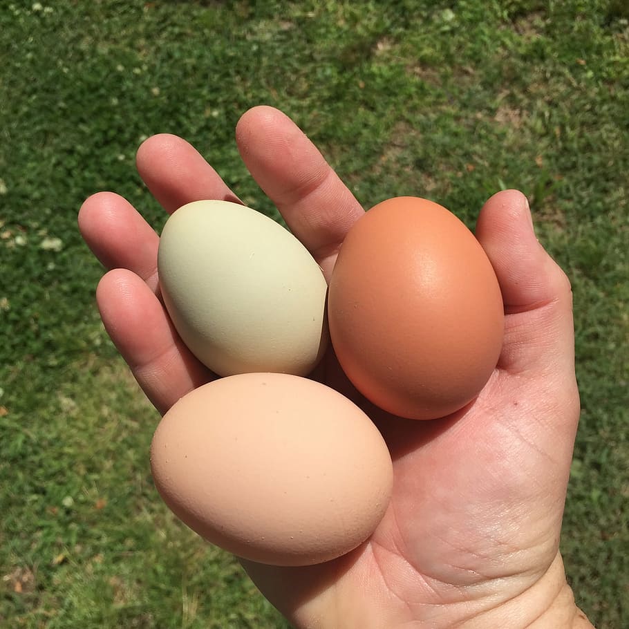 eggs, chickens, backyard chickens, food, easter, animal Egg HD wallpaper