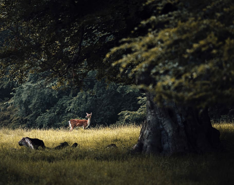 brown deer in a field,, brown deer standing on green grass near trees at daytime HD wallpaper